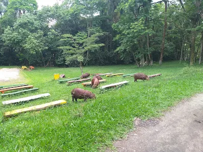 Foto 5 de Área de Proteção Ambiental Parque e Fazenda do Carmo