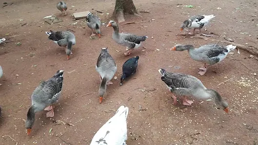 Foto 4 de Parque Ecológico Prof. Hermógenes de Freitas Leitão