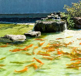Foto 7 de Pavilhão Japonês