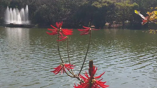 Foto 4 de Parque Portugal Campinas
