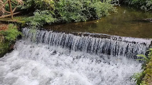 Foto 4 de Parque Estadual Campos do Jordão (Horto Florestal)