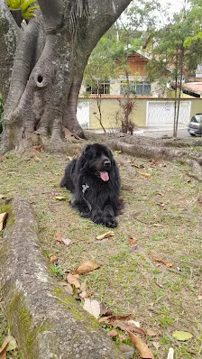 Foto 4 de ParCão Chácara Monte Alegre