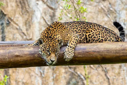 Foto 2 de Zoo São Paulo