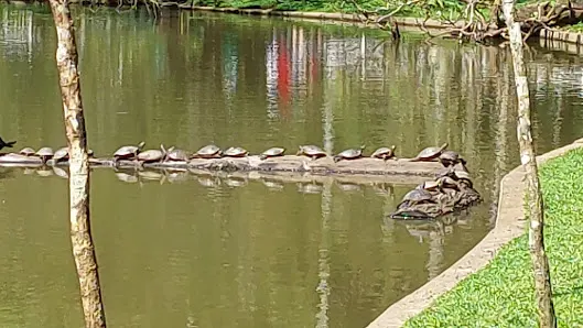Foto 5 de Parque Estadual Alberto Löfgren - Horto Florestal
