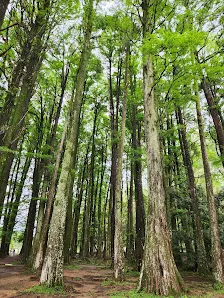 Foto 6 de Parque Horto Florestal - Portões 1 e 2