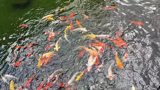 Foto 4 de Pavilhão Japonês
