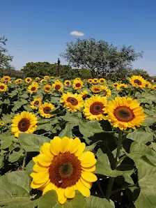 Foto 6 de Bloemen Park