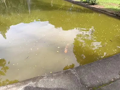 Foto 4 de Parque Jardim da Luz