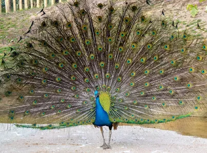Foto 5 de Zoo São Paulo