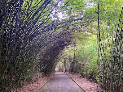Foto 7 de Jardim Botânico de São Paulo