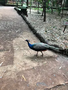 Foto 6 de Bosque Zoológico Municipal Fábio Barreto