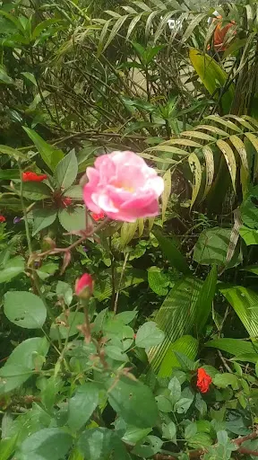 Foto 15 de Borboletário de São Paulo