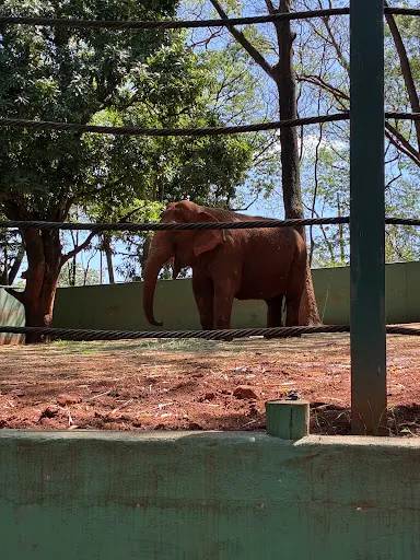 Foto 37 de Bosque Zoológico Municipal Fábio Barreto