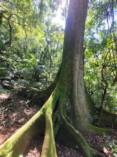 Foto 39 de Parque Estadual Cantareira - Núcleo Pedra Grande