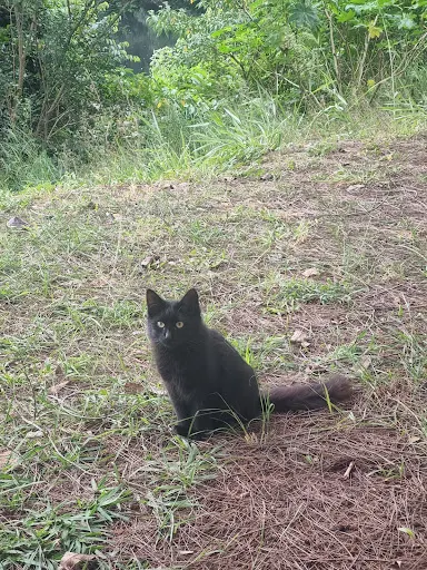 Foto 20 de Parque Ecológico - Ilha do Tamboré