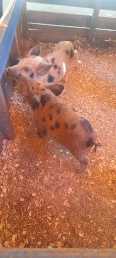 Foto 34 de Fazendinha Velho Jou