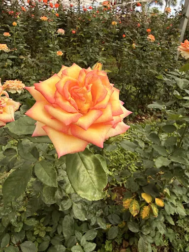 Foto 39 de Bloemen Park