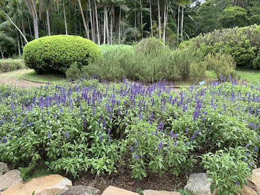 Foto 31 de Jardim Botânico de São Paulo