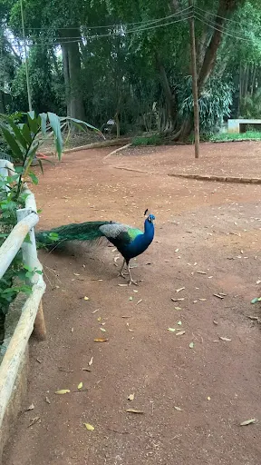 Foto 6 de Parque Botânico Escola de Ecologia Jânio Quadros