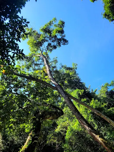 Foto 14 de Trilha Cachoeira da Graça