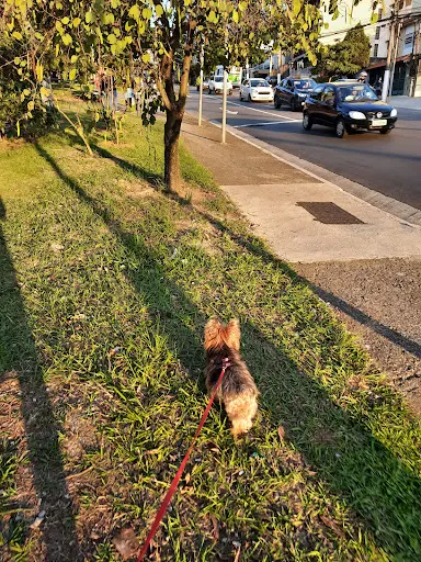 Foto 15 de ParCão Lapa - Praça Amadeu Decome