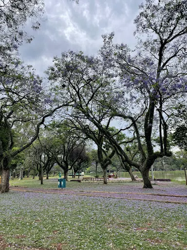 Foto 26 de Parque Ibirapuera