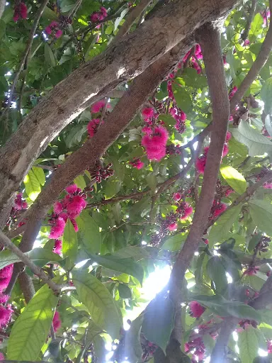 Foto 19 de Parque Ecológico do Jardim Bonança