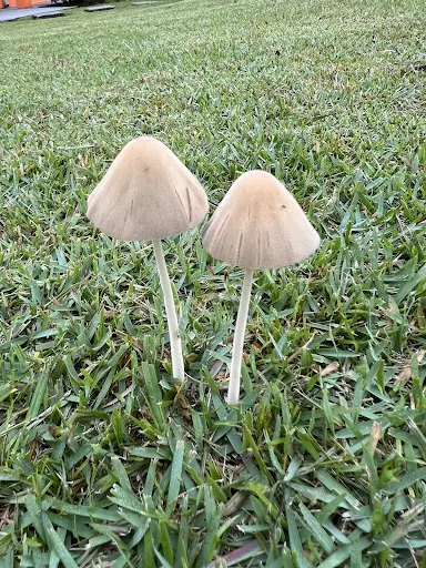 Foto 31 de Alto da Serra - Serra Negra SP
