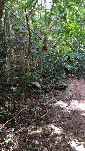 Foto 20 de Trilha do Silêncio