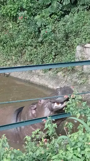 Foto 15 de Zoo São Paulo