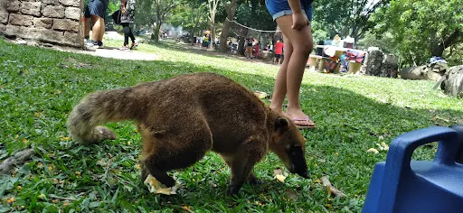Foto 32 de Trem Turístico - Parque Ecológico