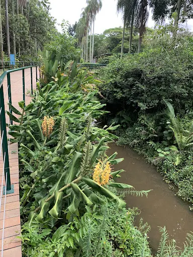 Foto 36 de Jardim Botânico de São Paulo
