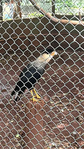 Foto 18 de Bosque Zoológico Municipal Fábio Barreto