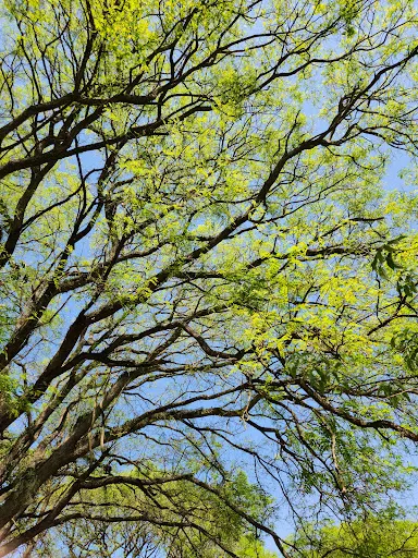 Foto 30 de Parque Ecológico - Ilha do Tamboré