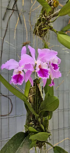 Foto 11 de Orquidário Municipal de Santos