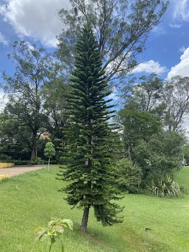 Foto 11 de Praça Vinícius de Moraes