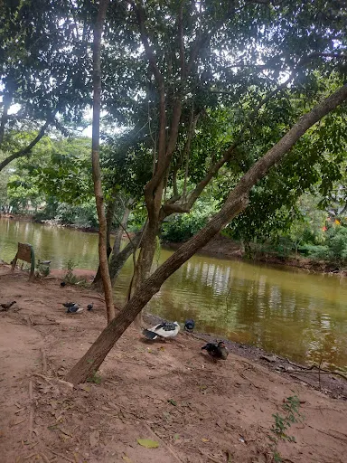 Foto 24 de Parque Ecológico Dionísio Alvarez Mateos