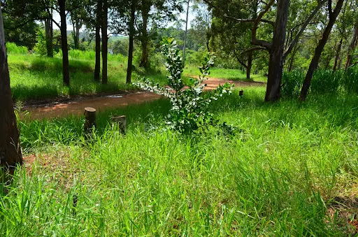 Foto 16 de Horto Florestal Sumaré-SP
