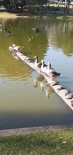 Foto 14 de Parque Horto Florestal - Portões 1 e 2