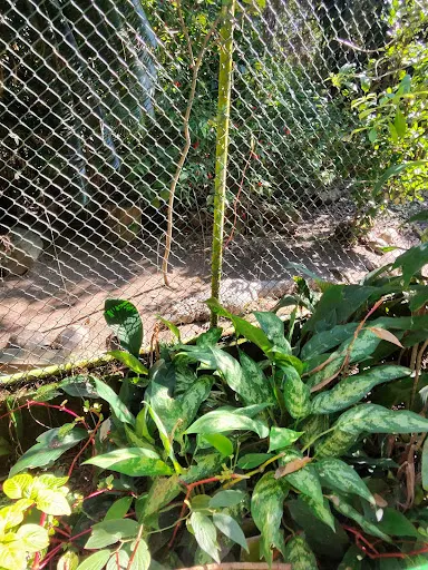 Foto 20 de Orquidário Municipal de Santos