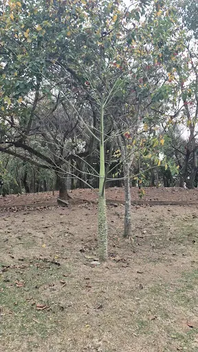 Foto 39 de Parque Estadual do Belém Manoel Pitta