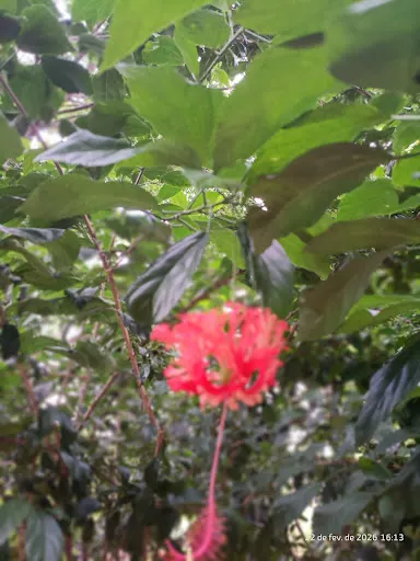 Foto 10 de Parque Ecológico Profª Lydia Natalizio Diogo - Vila Prudente