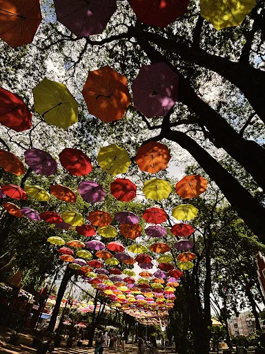 Foto 37 de Guarda-chuvas de Holambra