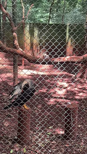 Foto 19 de Bosque Zoológico Municipal Fábio Barreto
