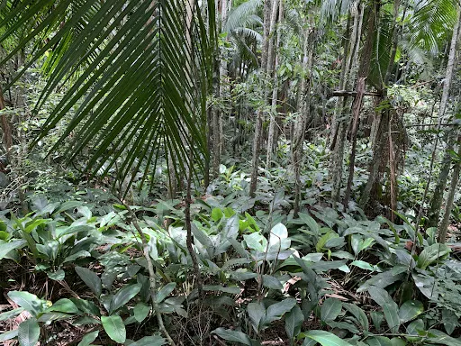 Foto 29 de Jardim Botânico de São Paulo