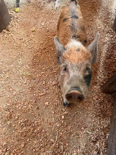 Foto 22 de Fazendinha Velho Jou