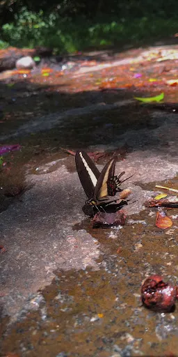 Foto 38 de Trilha Cachoeira da Graça