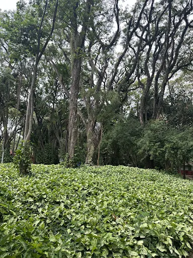 Foto 40 de Parque Portugal Campinas
