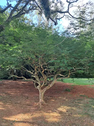 Foto 15 de Parque Zeca Malavazzi