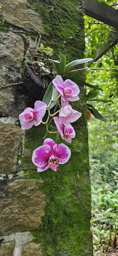 Foto 19 de Orquidário Municipal de Santos